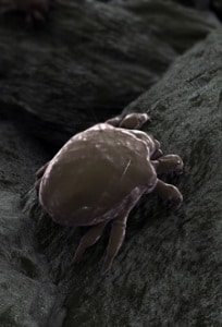 dust-mite-allergies